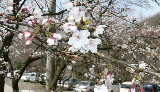 spring_img01